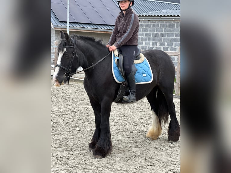 Gypsy Horse Mare 4 years 14 hh Black in Bogaarden