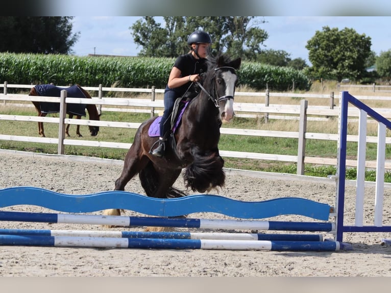 Gypsy Horse Mare 4 years 14 hh Black in Bogaarden