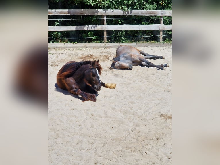 Gypsy Horse Mare 4 years 14 hh Brown in Mühlacker