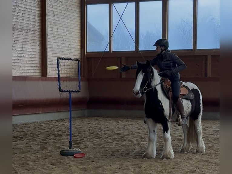 Gypsy Horse Mare 4 years 14 hh Pinto in Achstetten