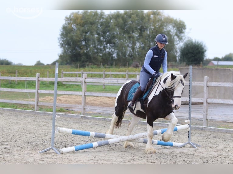 Gypsy Horse Mare 4 years 14 hh Pinto in Pepingen