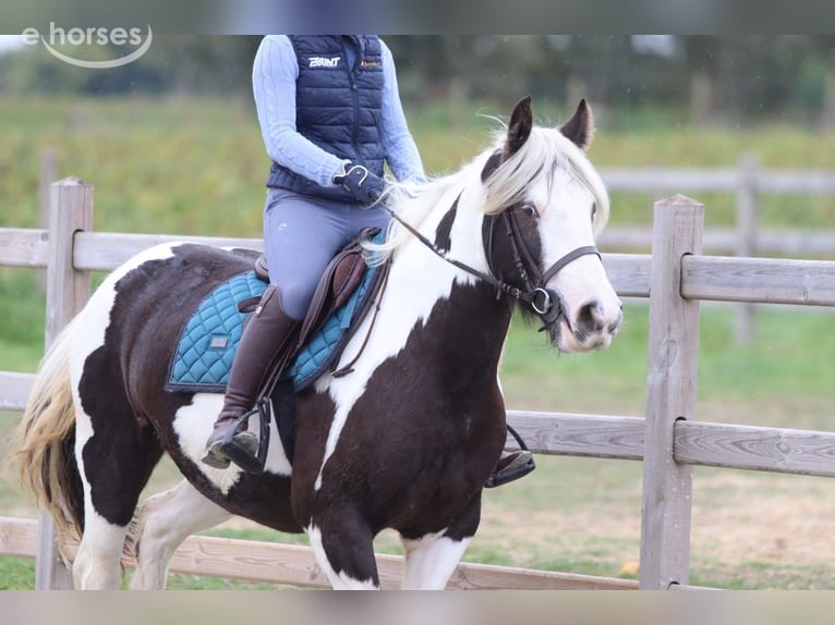Gypsy Horse Mare 4 years 14 hh Pinto in Pepingen