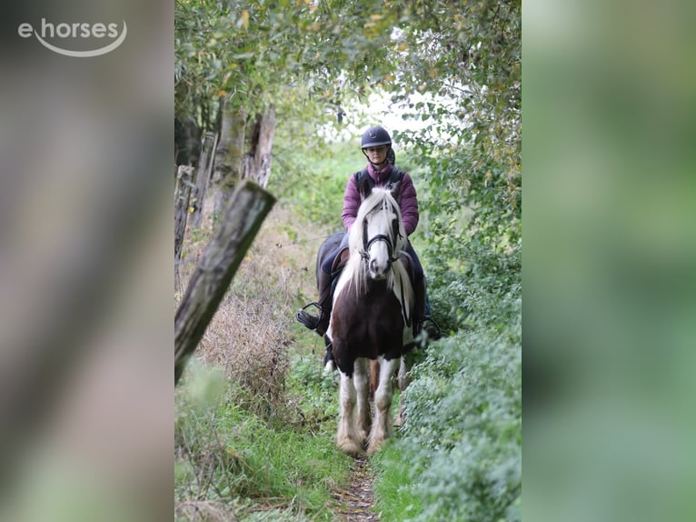 Gypsy Horse Mare 4 years 14 hh Pinto in Pepingen