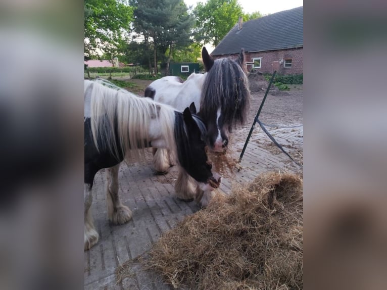 Gypsy Horse Mare 4 years 14 hh White in B&#xF6;sel