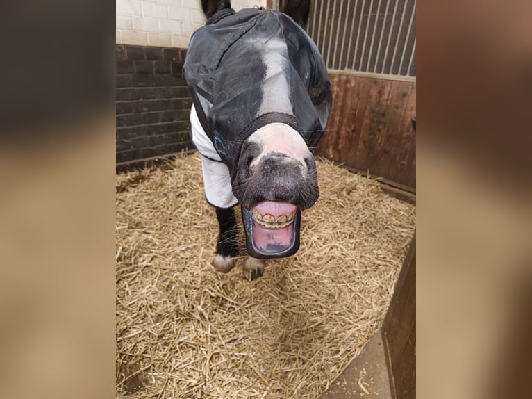 Gypsy Horse Mare 4 years 14,1 hh Black in Saterland