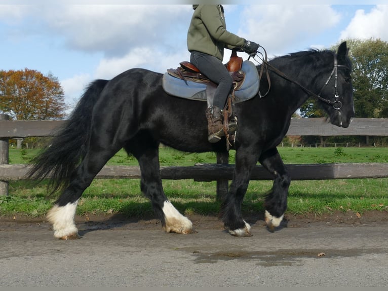 Gypsy Horse Mare 4 years 14,1 hh Black in Lathen