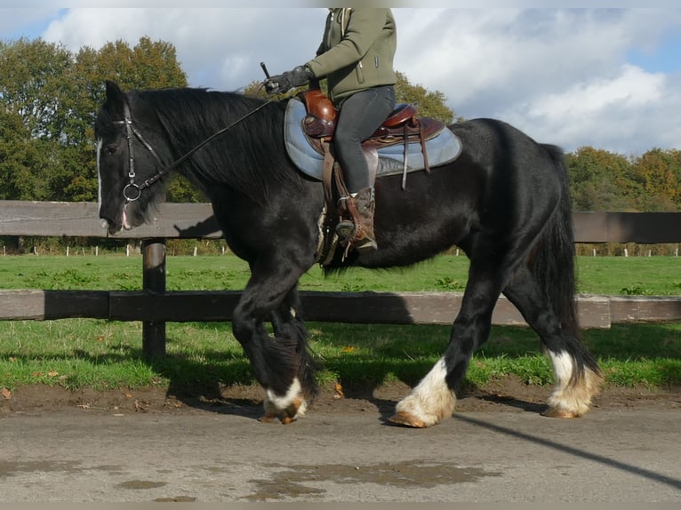 Gypsy Horse Mare 4 years 14,1 hh Black in Lathen