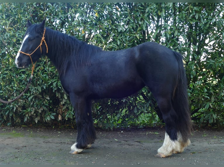 Gypsy Horse Mare 4 years 14,1 hh Black in Lathen