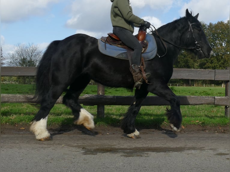 Gypsy Horse Mare 4 years 14,1 hh Black in Lathen