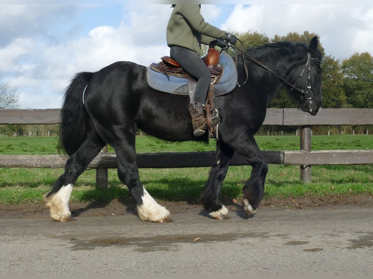 Gypsy Horse Mare 4 years 14,1 hh Black in Lathen