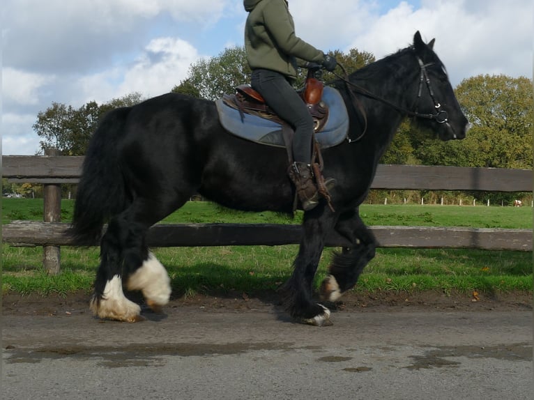 Gypsy Horse Mare 4 years 14,1 hh Black in Lathen