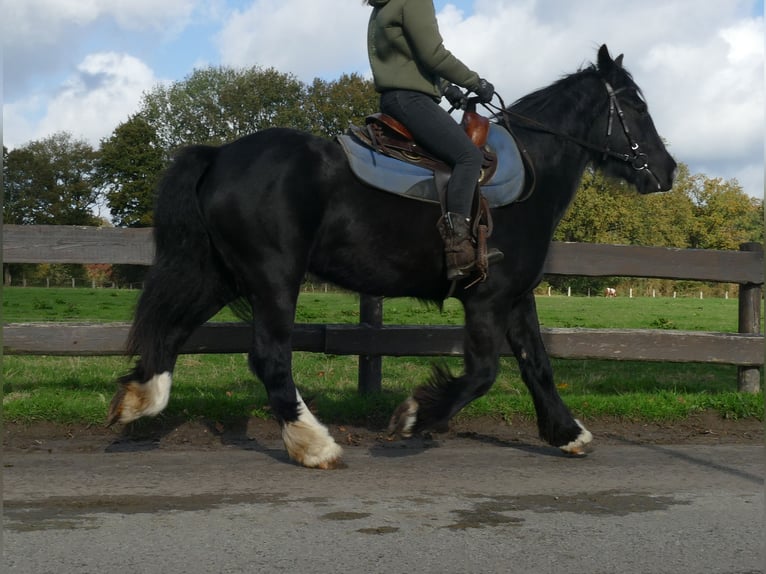 Gypsy Horse Mare 4 years 14,1 hh Black in Lathen