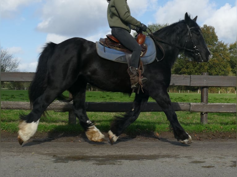 Gypsy Horse Mare 4 years 14,1 hh Black in Lathen