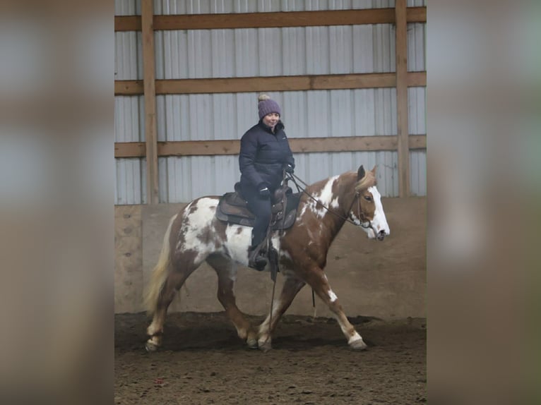 Gypsy Horse Mare 4 years 14,1 hh Pinto in Howell