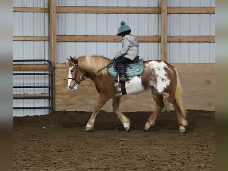 Gypsy Horse Mare 4 years 14,1 hh Pinto in Howell