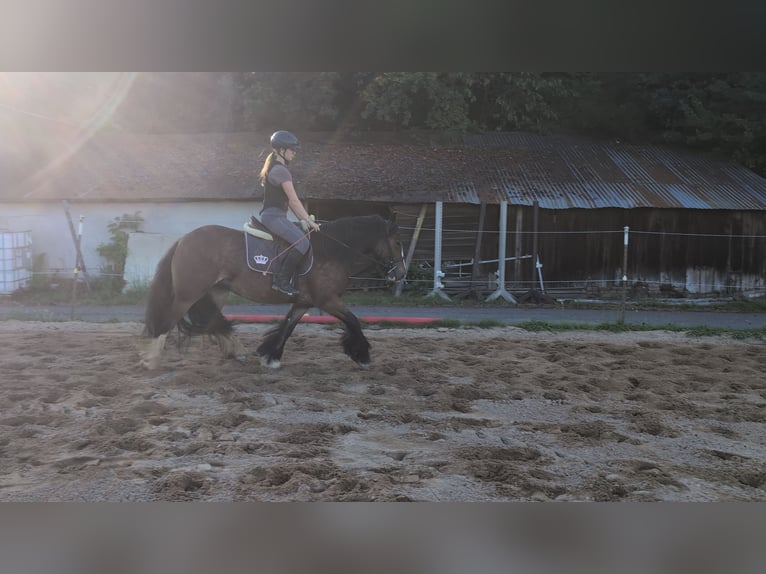Gypsy Horse Mare 4 years 14,2 hh Bay-Dark in Morsbach