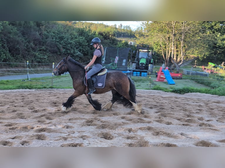 Gypsy Horse Mare 4 years 14,2 hh Bay-Dark in Morsbach