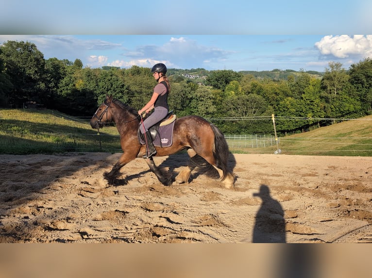 Gypsy Horse Mare 4 years 14,2 hh Bay-Dark in Morsbach