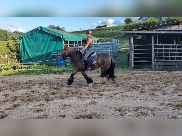 Gypsy Horse Mare 4 years 14,2 hh Bay-Dark in Morsbach