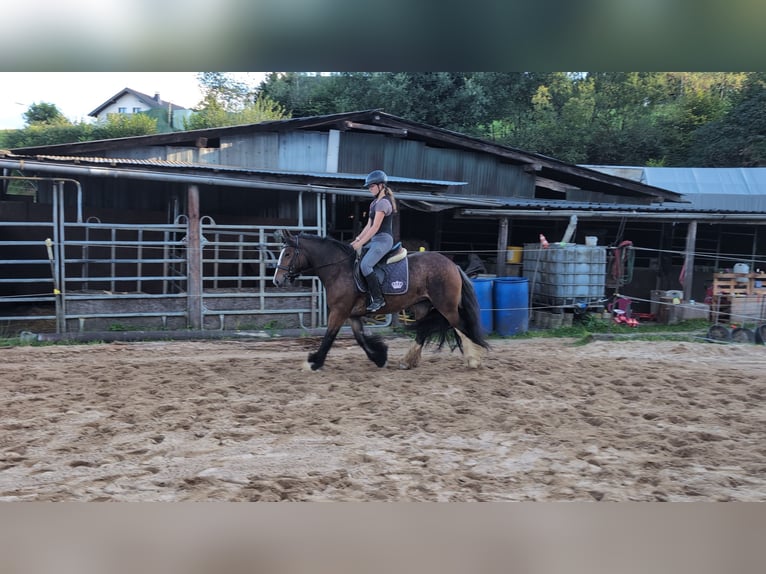 Gypsy Horse Mare 4 years 14,2 hh Bay-Dark in Morsbach