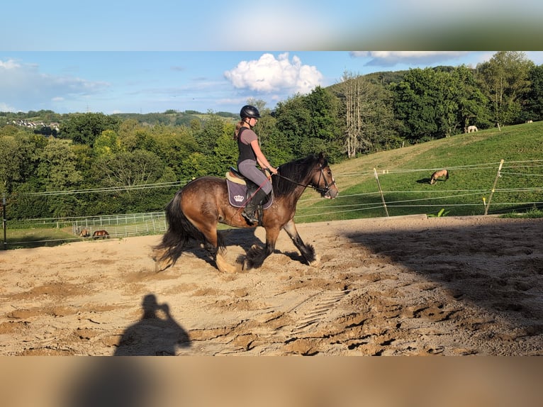 Gypsy Horse Mare 4 years 14,2 hh Bay-Dark in Morsbach