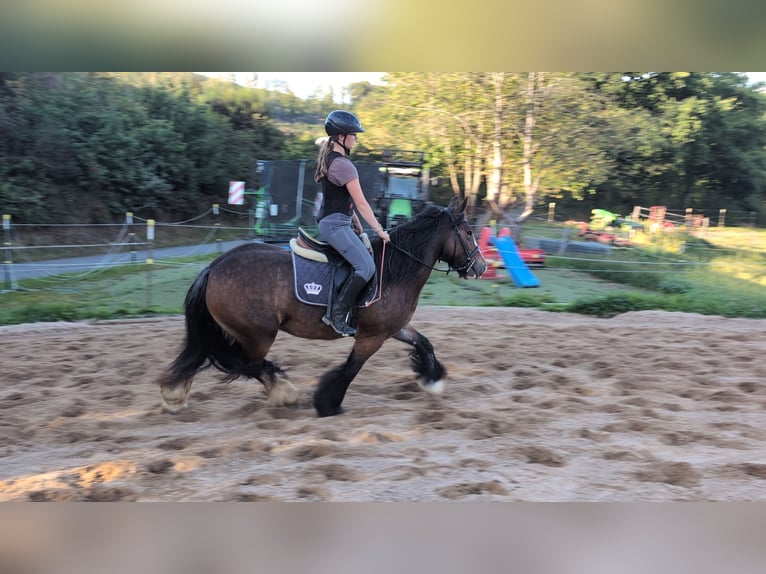 Gypsy Horse Mare 4 years 14,2 hh Bay-Dark in Morsbach