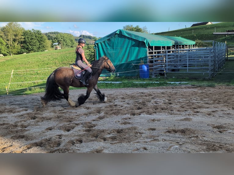 Gypsy Horse Mare 4 years 14,2 hh Bay-Dark in Morsbach