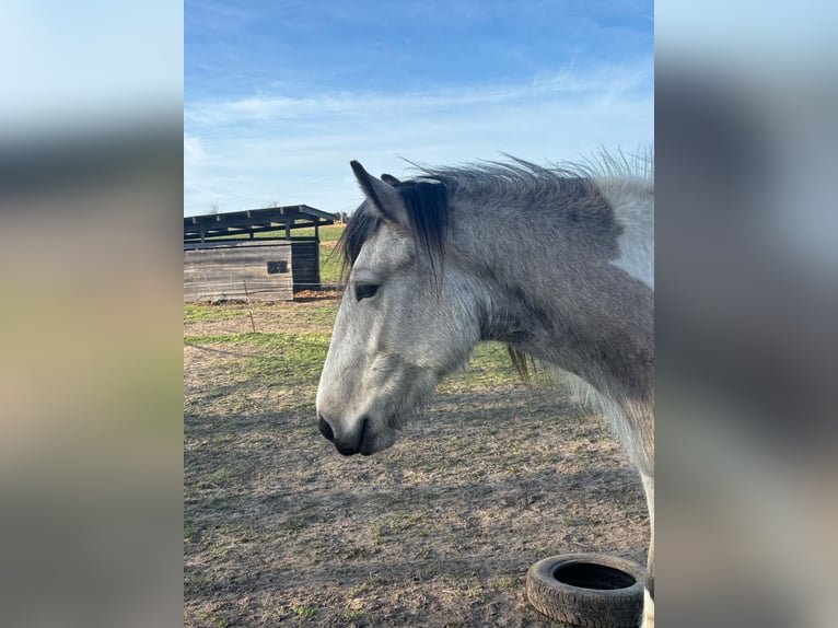 Gypsy Horse Mix Mare 4 years 14,2 hh Buckskin in Chorin