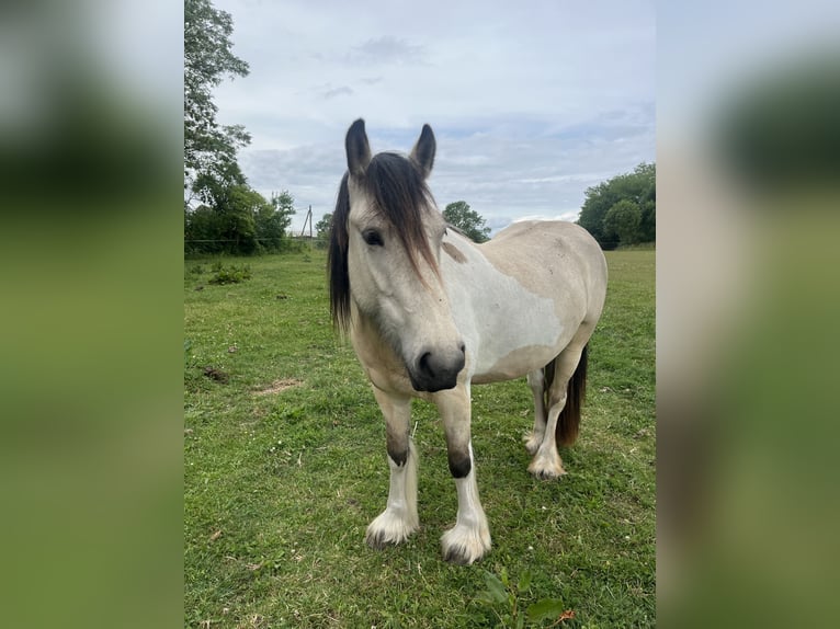 Gypsy Horse Mix Mare 4 years 14,2 hh Buckskin in Chorin