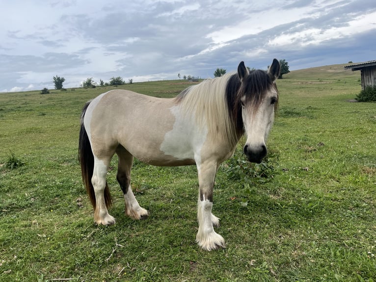 Gypsy Horse Mix Mare 4 years 14,2 hh Buckskin in Chorin