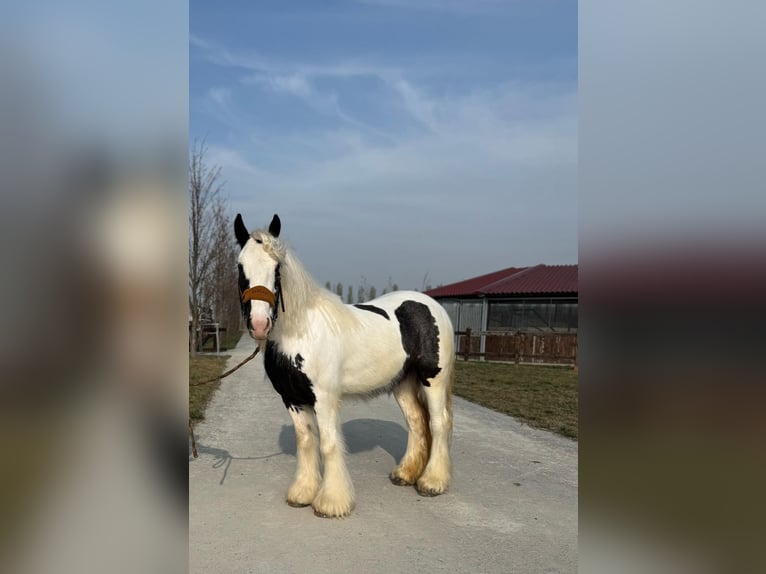 Gypsy Horse Mare 4 years 14,2 hh White in Constanta