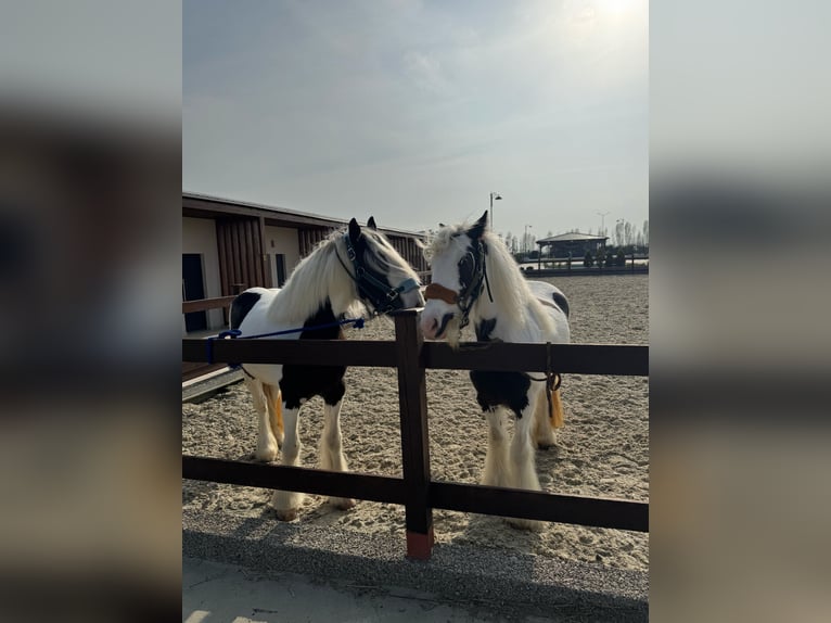 Gypsy Horse Mare 4 years 14,2 hh White in Constanta