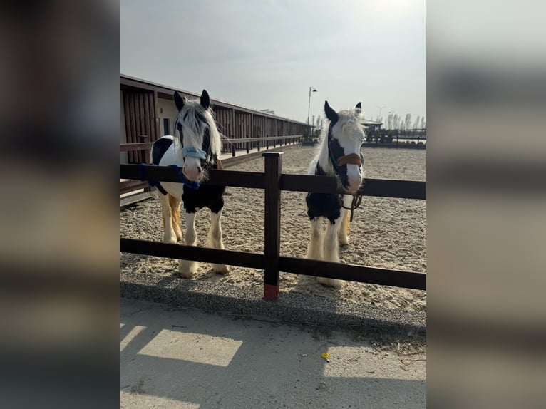 Gypsy Horse Mare 4 years 14,2 hh White in Constanta
