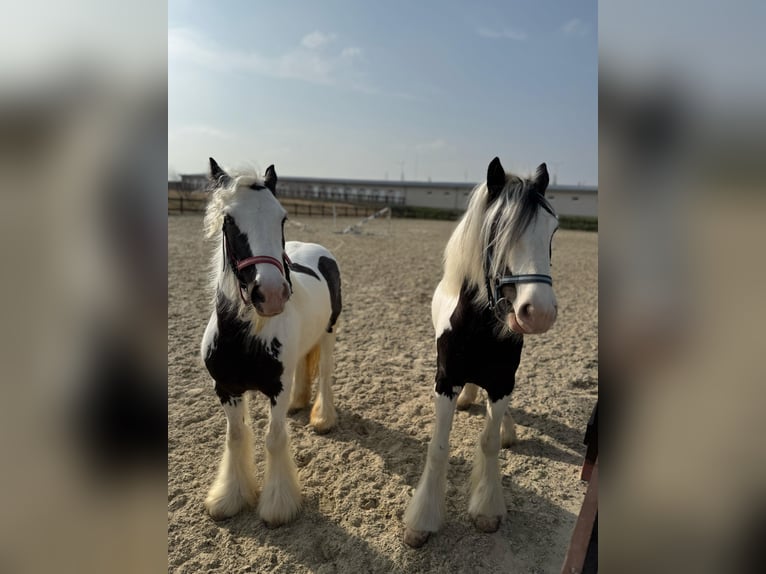 Gypsy Horse Mare 4 years 14,2 hh White in Constanta