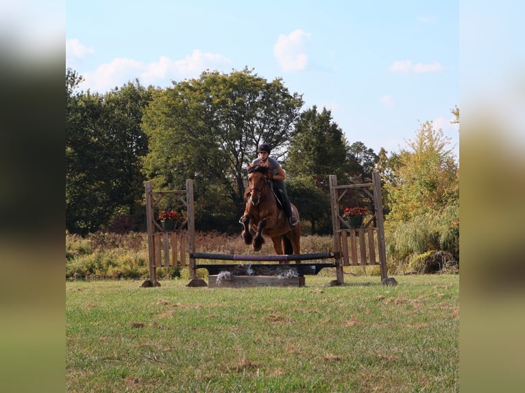 Gypsy Horse Mix Mare 4 years 14,3 hh Dun in Howell