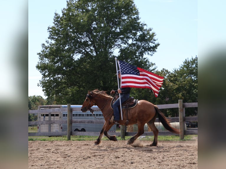 Gypsy Horse Mix Mare 4 years 14,3 hh Dun in Howell