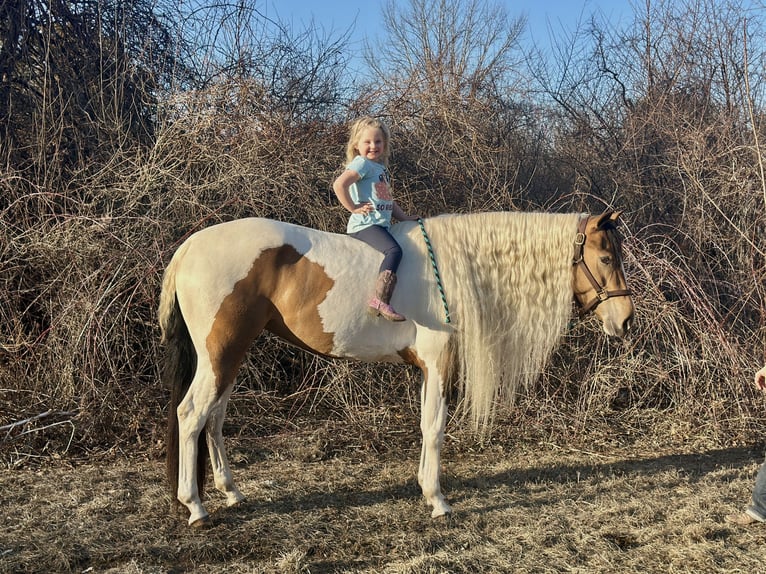 Gypsy Horse Mix Mare 4 years 15,1 hh in Granby, CT