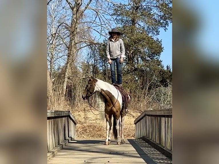 Gypsy Horse Mix Mare 4 years 15,1 hh in Granby, CT