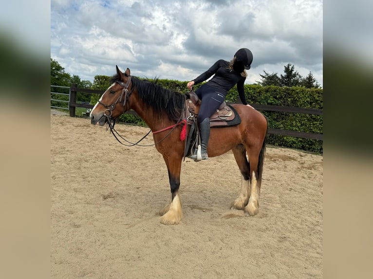 Gypsy Horse Mare 4 years 15 hh Brown in Daleiden