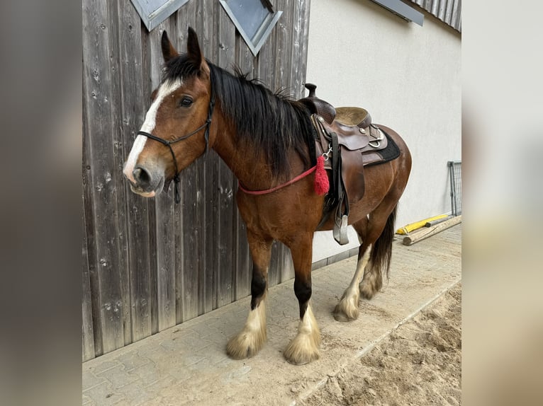 Gypsy Horse Mare 4 years 15 hh Brown in Daleiden