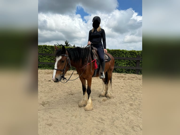 Gypsy Horse Mare 4 years 15 hh Brown in Daleiden