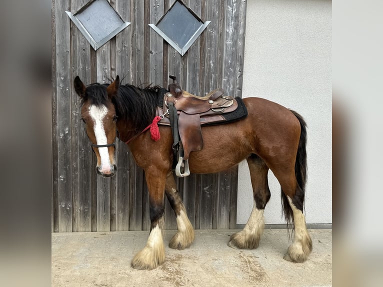 Gypsy Horse Mare 4 years 15 hh Brown in Daleiden