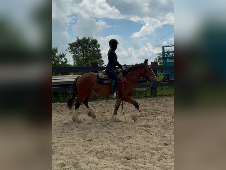 Gypsy Horse Mare 4 years 15 hh Brown in Daleiden