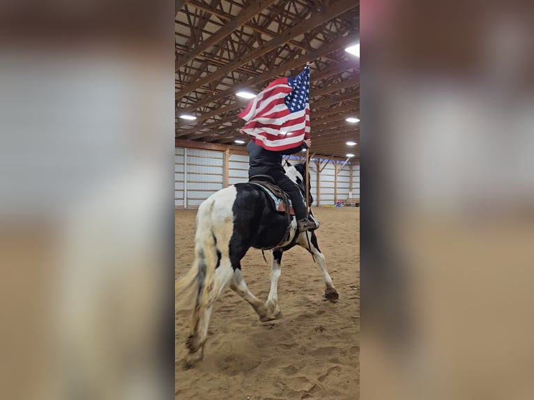 Gypsy Horse Mix Mare 4 years 16 hh Pinto in Allenwood