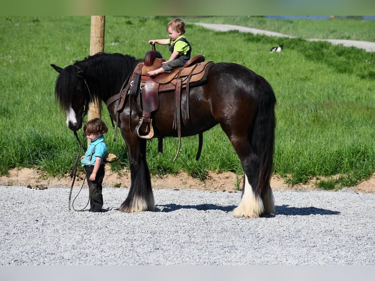 Gypsy Horse Mare 4 years Black in Rebersburg, PA