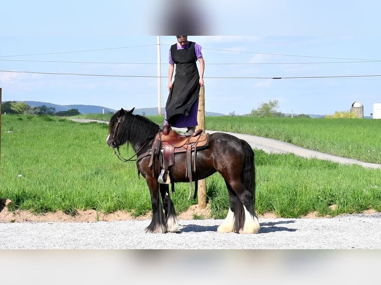 Gypsy Horse Mare 4 years Black in Rebersburg, PA
