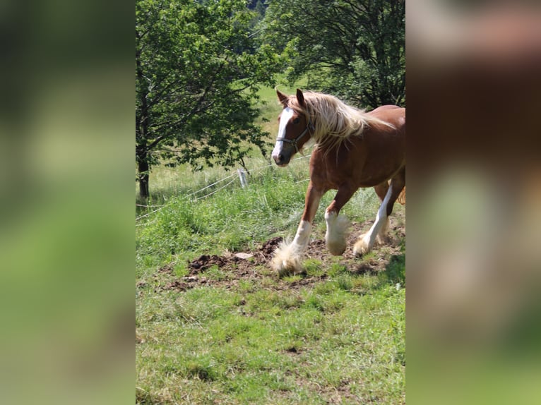Gypsy Horse Mare 4 years Brown-Light in Stössing
