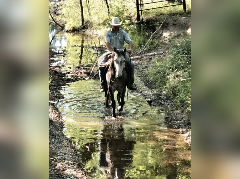 Gypsy Horse Mix Mare 4 years Grey in Sheridan