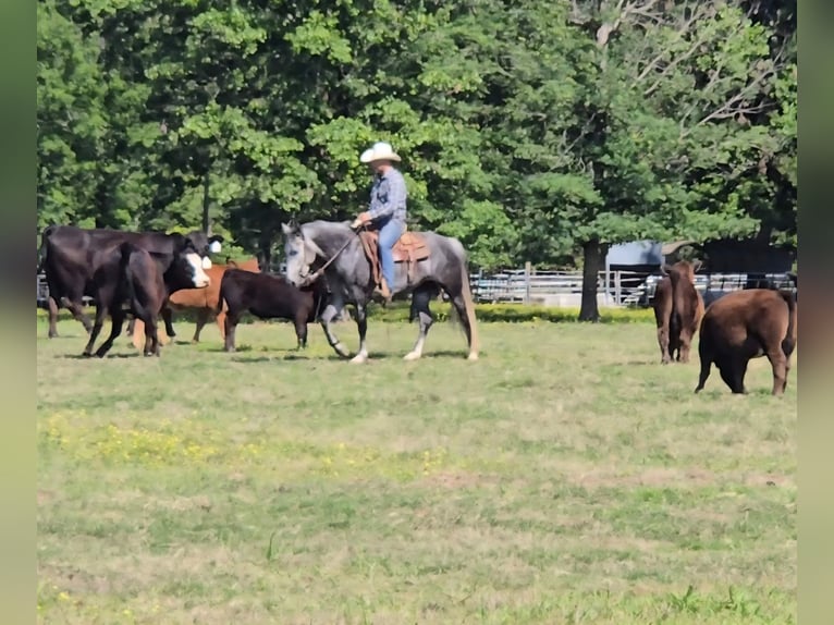 Gypsy Horse Mix Mare 4 years Grey in Sheridan