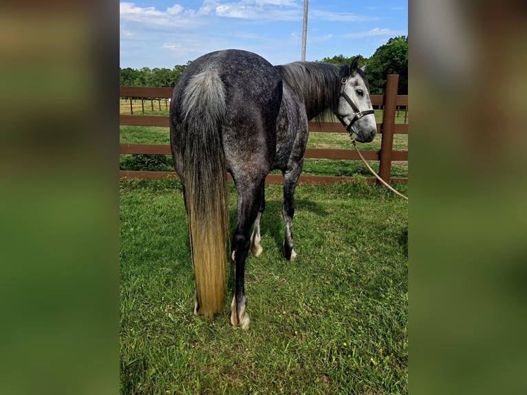 Gypsy Horse Mix Mare 4 years Grey in Sheridan